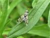 Tephritis sp.